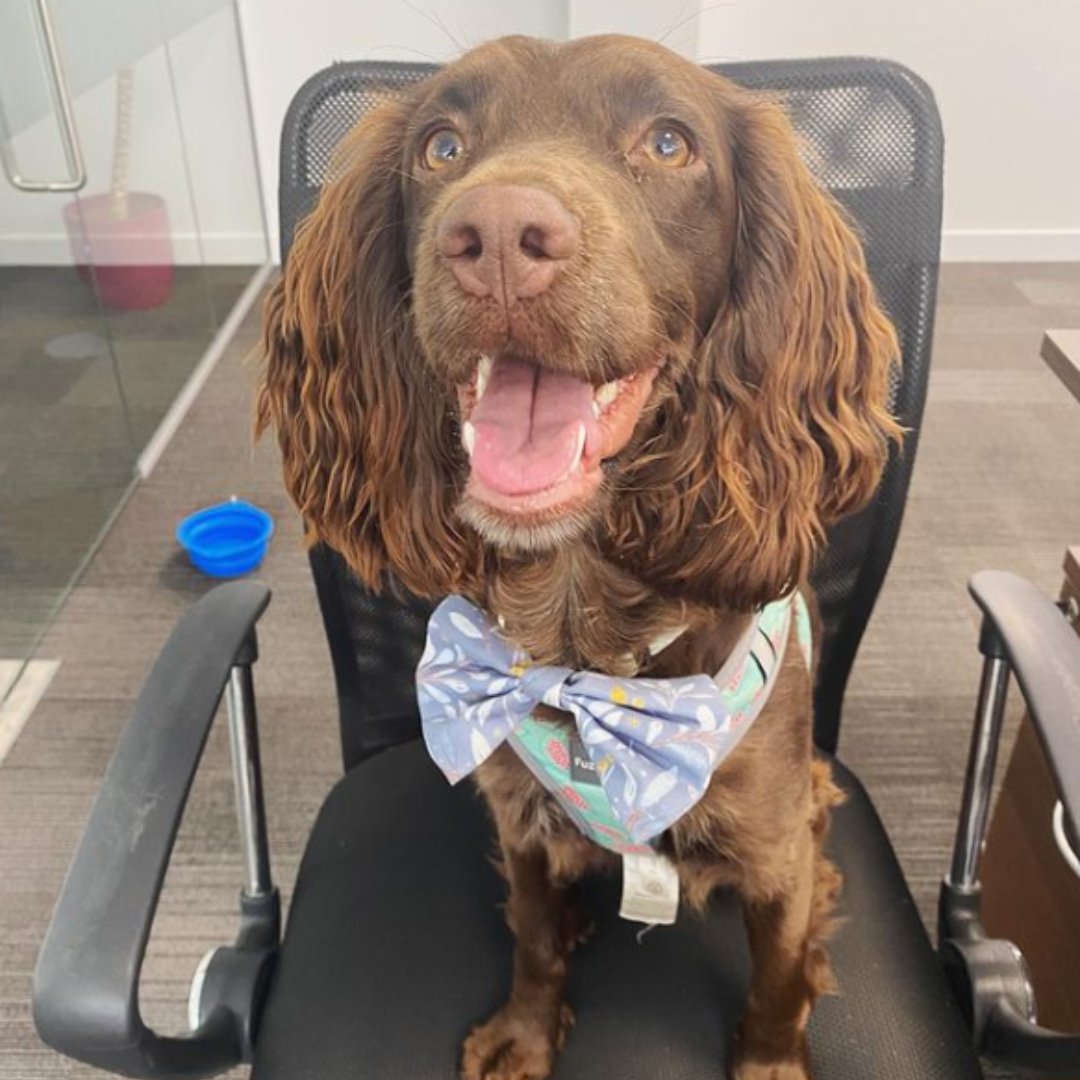 Does this bow tie make me look more professional?
@bridget.the.sprocker
•​​​​​​​​
•​​​​​​​​
#DogsWorkingFromHome #officedogs #officedogsofinstagram #dogswithjobs #dogsofinstagram #dogs #workingdogs  #showdogs #pedigree #workingfromhome #Takeyourdogtoworkday #T...