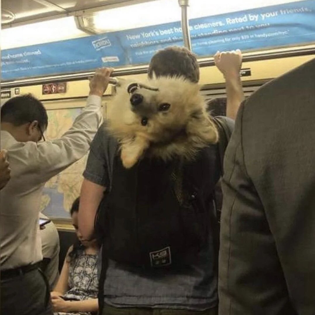 Charming
💗
The cutest passenger on the subway!🚇

· Waiting ·
🐶 SHOP NOW 🐱 LINK IN MY BIO ⬆ Shiping ✈🚢🌍

#petspets #pet #dog #puppy #doglife #today #cute #doglover #doggyfun #dogoftheday #dogloversclub #subway #doggyfriends