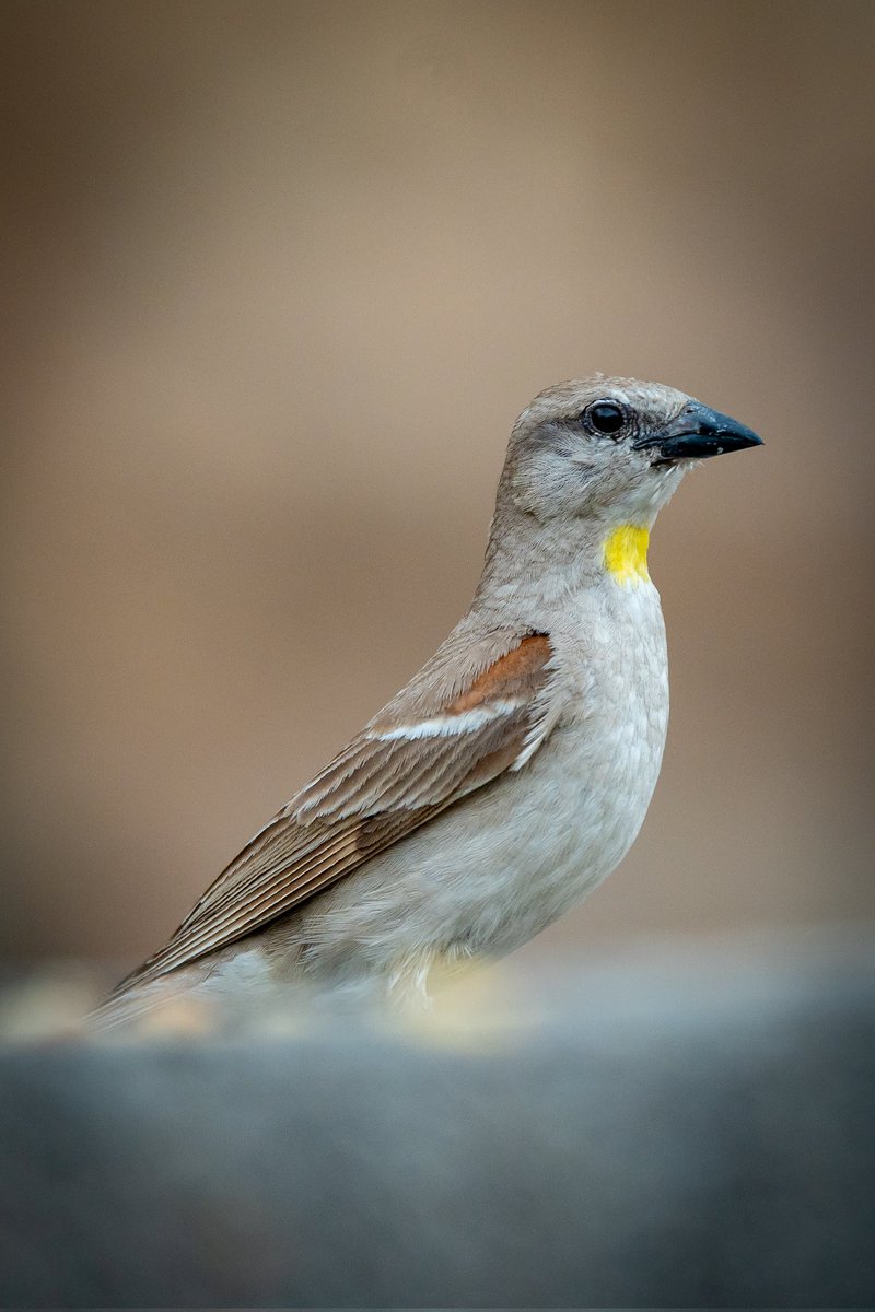 Did someone mention Yellow as this weeks theme for #IndiAves ! 

#photography #ThePhotoHour  #birdphotography #BirdsofIndia #SonyAlpha #SonyAlpha7iv #sony200600 #Birding #Yellow #yourshotphotographer #WayToWild #BBCWildlifePOTD