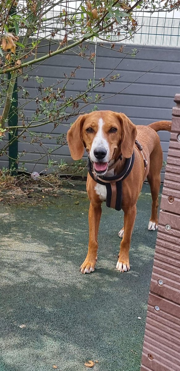 Please retweet to help Molly find a home #LANCASHIRE #UK 
Friendly Posavac Hound aged 4. She gets on with people and dogs and would an outdoorsy, active home.

DETAILS or APPLY👇 
bleakholt.org/lancashire-ani……
#dogs #Hounds #England #pets #AdoptDontShop