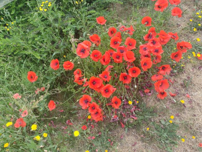 GuillaumeWim2's tweet photo. Goedemorgen, ☕️☕️

21 juni, het is zomer, geniet ervan ⚘️🌱🍀

Een prachtige dag toegewenst🌥 https://t.co/CQRSTtRwvd