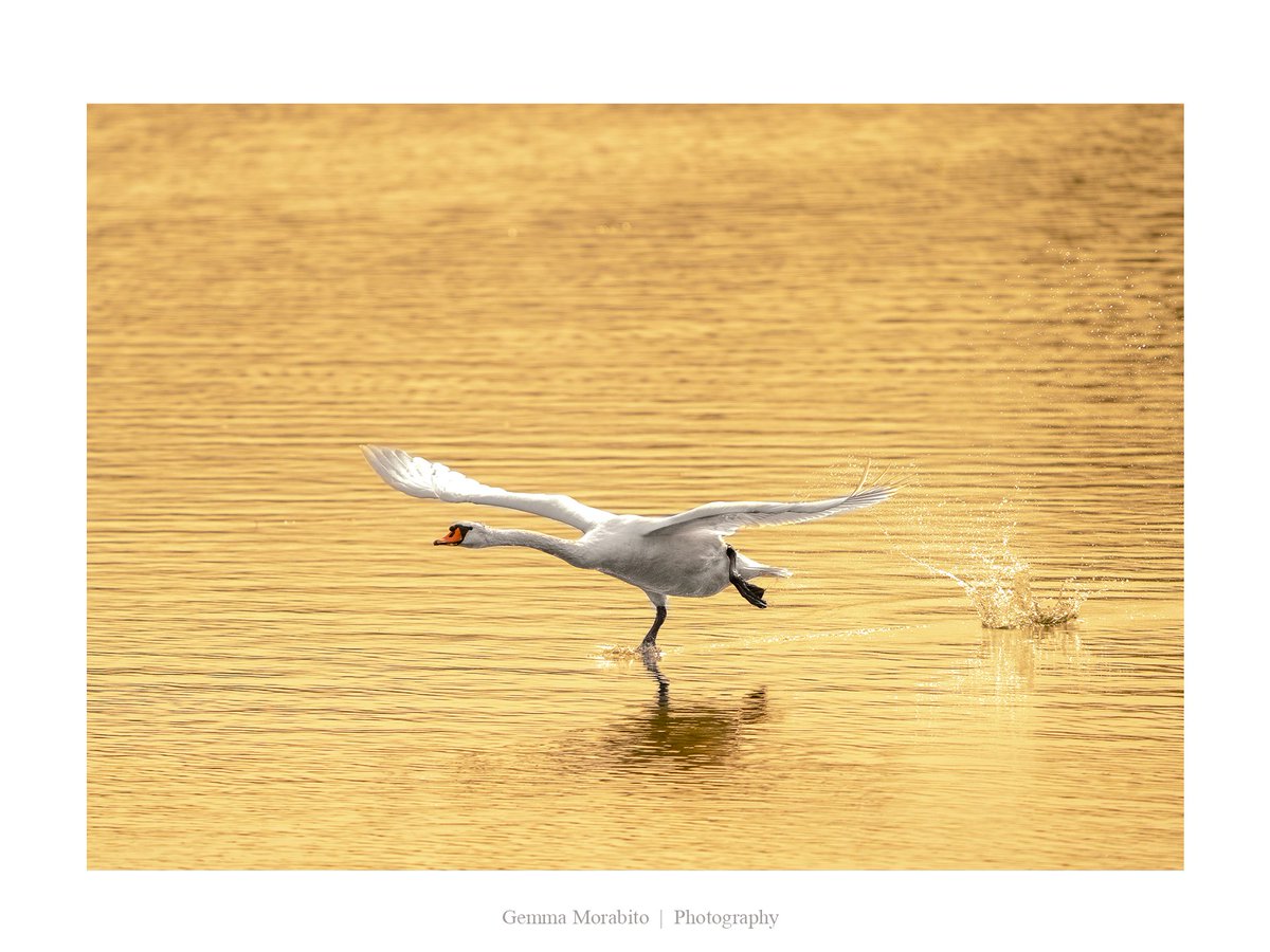 Ran baby run 
#SWAN #birdsphotography #photography #lagotrasimeno #wildlifephotography