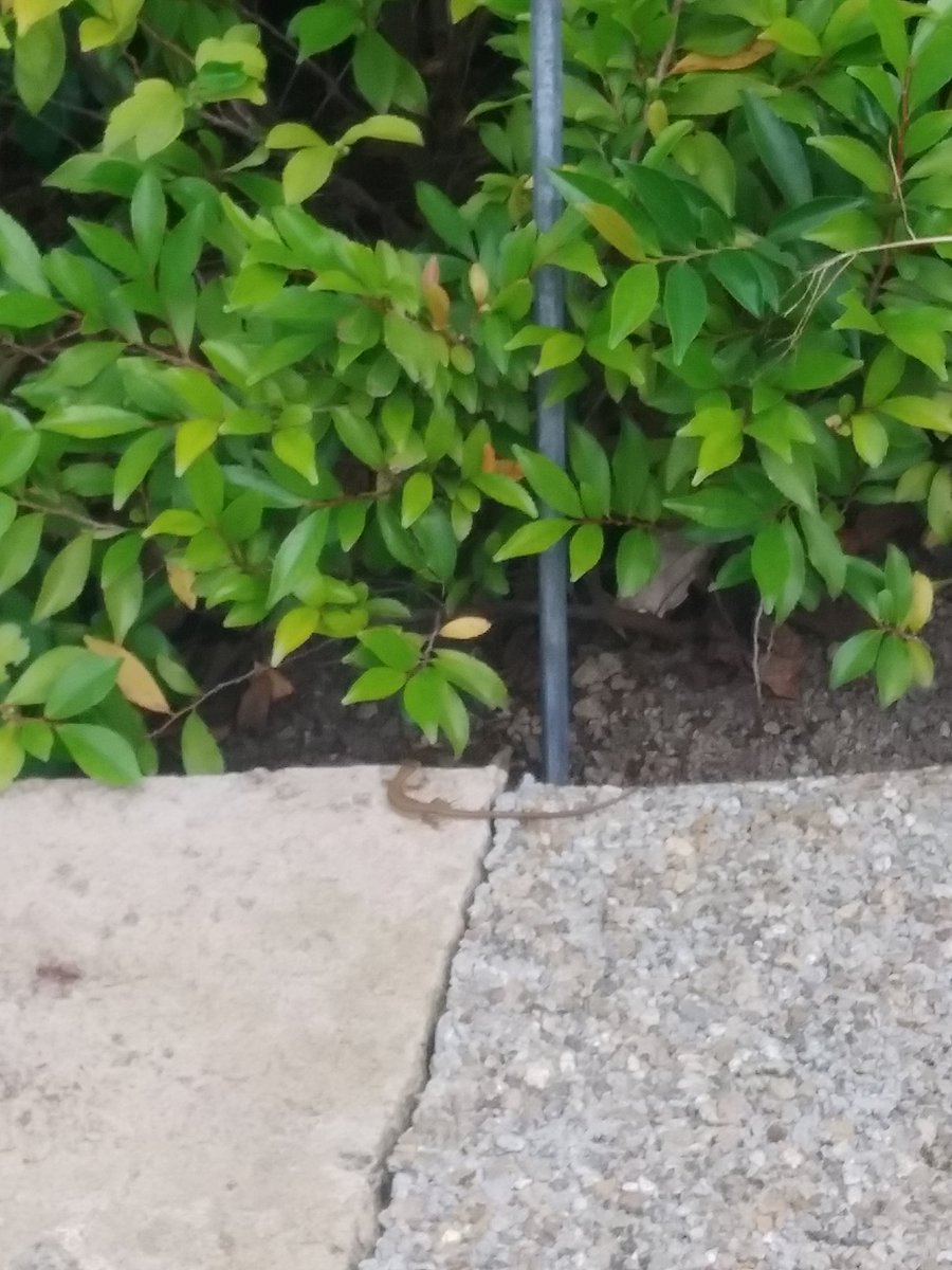 ホテルオークラ、イモリ？ヤモリ？だらけ。探すの楽しい。 https://t.co/eCDshe3Xbn