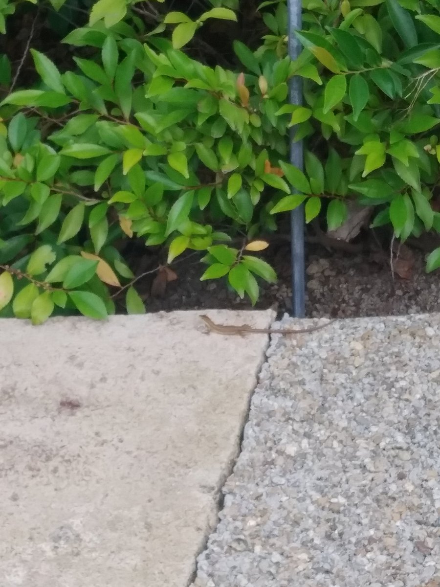 ホテルオークラ、イモリ？ヤモリ？だらけ。探すの楽しい。 https://t.co/eCDshe3Xbn