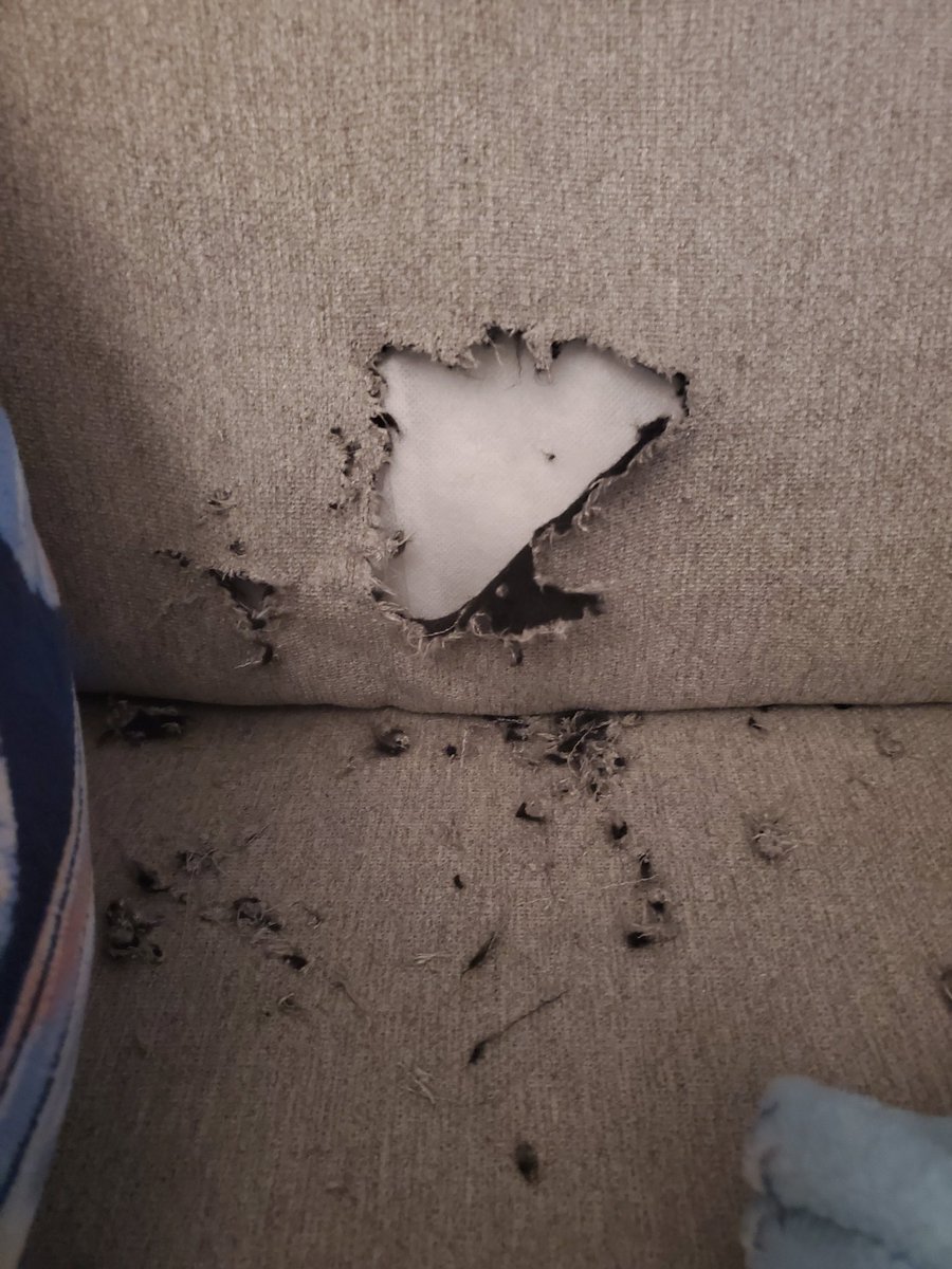 Randy Chavez ⭕ tweet media