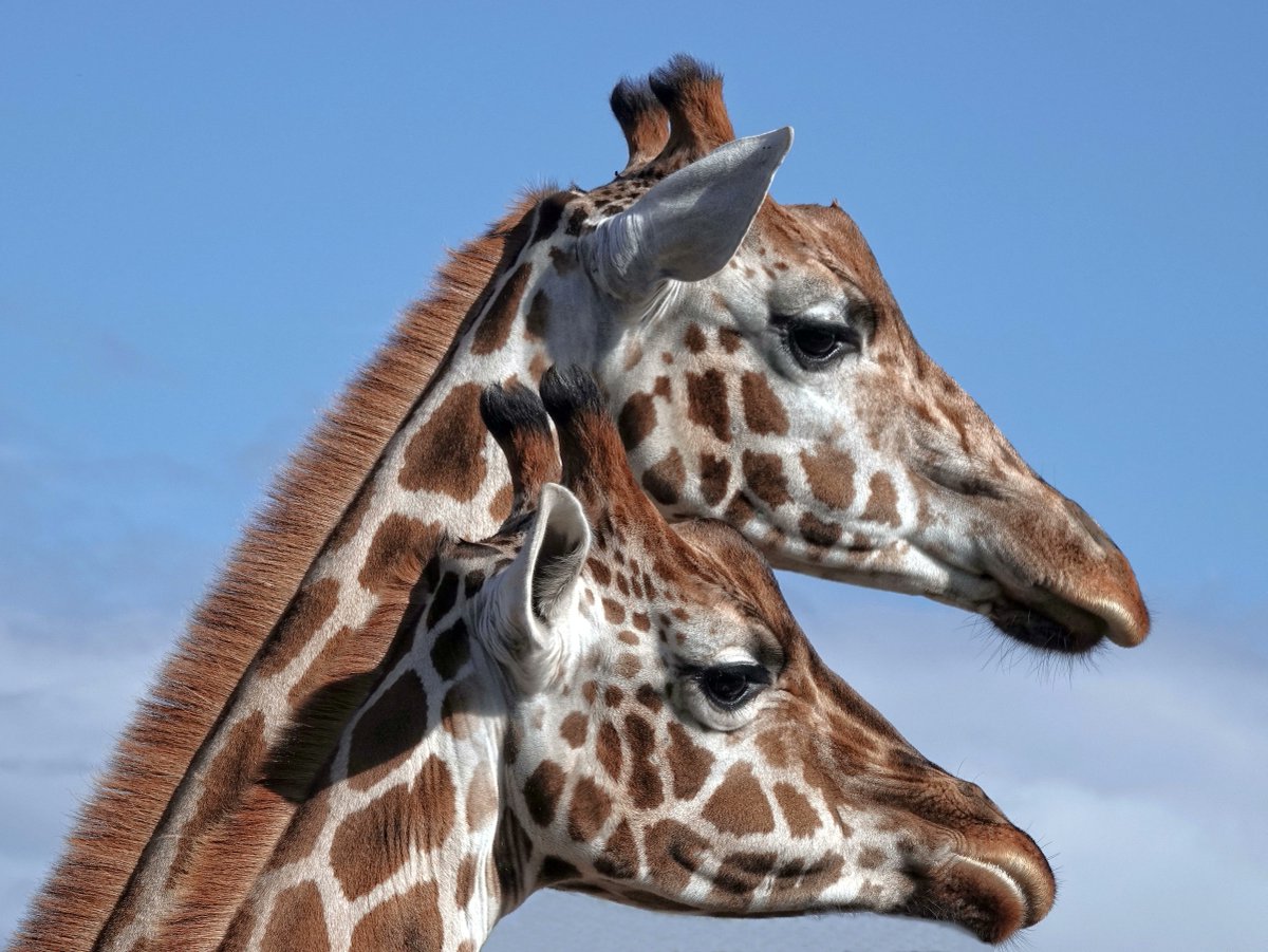 Today is World Giraffe Day. The giraffe is the tallest mammal in the world. Even newborn giraffe are taller than most humans 💕 Photo by Theo Zelen on Unsplash 🦒                      #WorldGiraffeDay #AnimalsofTwitter #PetsofTwitter #PetFlap #PetDoor #CatFlap #DogDoor