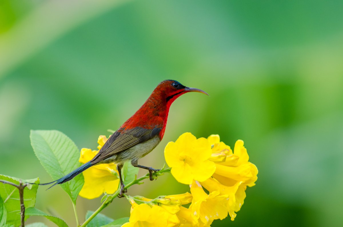 Crimson sunbird

#IndiAves #natgeoindia #Natgeo #sanctuaryasia #natureinfocus #wildbird #wildbirdtrust #wildbirdrevolution #birdphotography #birds #BirdsOfTwitter #indianbirds #birding #birds_captured #pocketbirds #eye_spy_birds