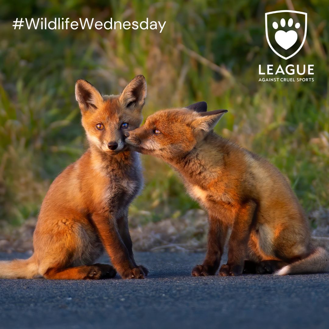 From August, fox cubs are targeted by hunts during ‘autumn hunting’ where young hounds are taught how to hunt ready for the main season.  

Help us protect foxes: leagueacs.co.uk/N3f8w 

#WildlifeWednesday #CubHunting #EndHunting