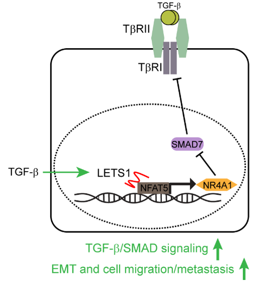 📃Are you interested in how an unannotated long non-coding #RNA, termed #LETS1, can enforce TGF-beta signaling in migration and #EMT in breast and lung #cancer? Check out our recent paper in Science Signaling from Chuannan Fan et al. <a href="/LUMC_Leiden/">LUMC Leiden</a>  science.org/doi/10.1126/sc…