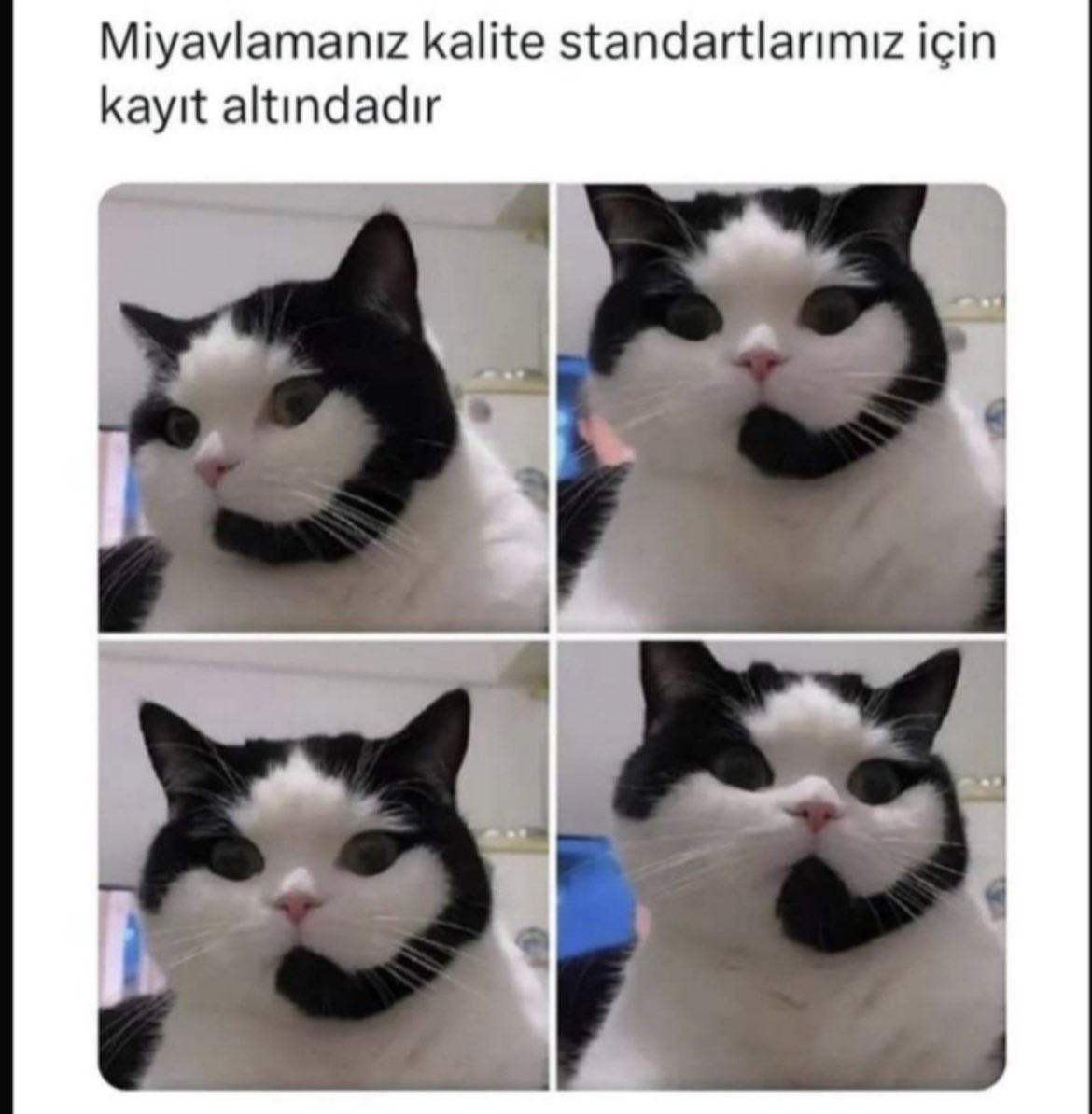TRcallcenter's tweet photo. KALİTE STANDARTLARIMIZ İÇİN 🐈‍⬛ https://t.co/wyUDYnO1AY