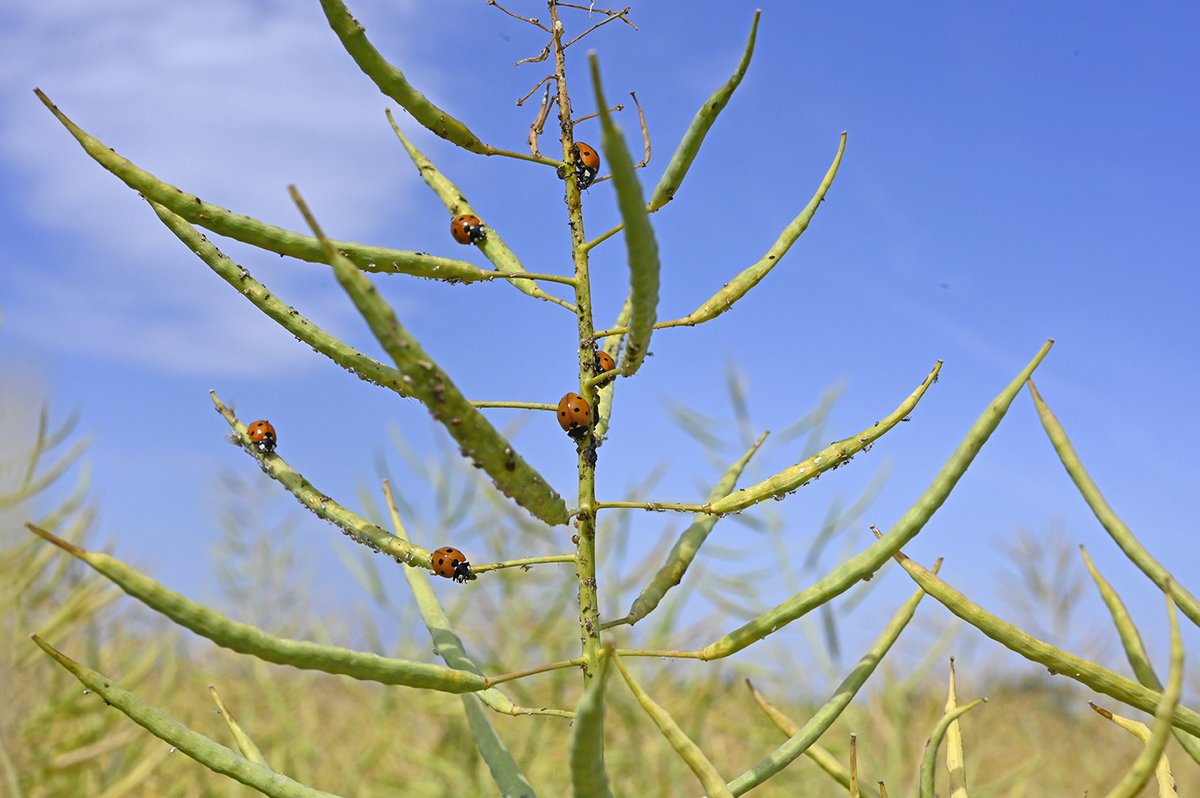 Les #auxiliaires sont très actifs sur les pucerons cendrés sur #colza. Sur la photo le manchon de pucerons a été complètement dévoré !