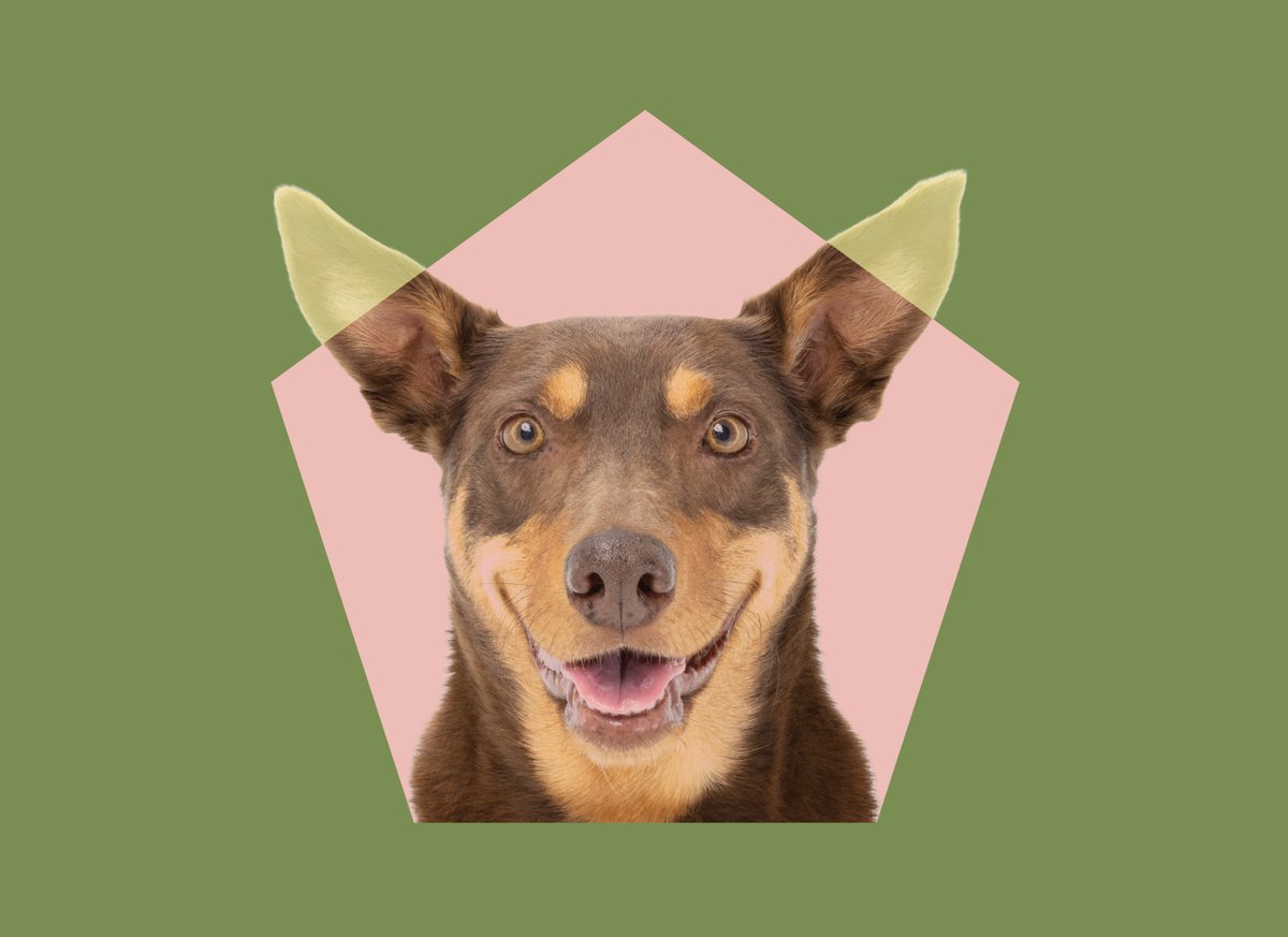 buggybix's tweet photo. The pet food revolution is almost here! Using Australian farmed insects, BuggyBix are a great source of nutrition and have been developed to minimise the impact on our environment. Great for pets &amp; great for the planet! #BuggyBix #insectprotein #petfood https://t.co/q1XFUpCQvm