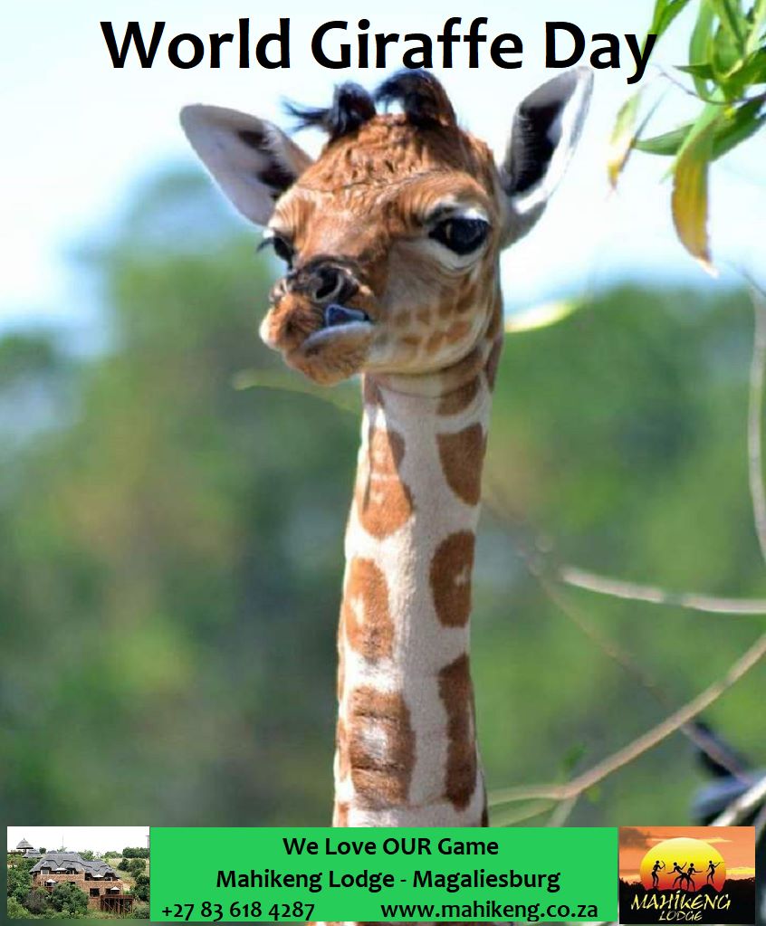 * HAPPY WORLD GIRAFFE DAY ! *
From All of Us !
#BestViews  
#AskAbout #Specials 

1Hr from Joburg.co.za  
WhatsApp:   083 618 4287   
mahikeng.co.za

#SelfCatering #GameDrives #GameWalks #BomaHire #MobileSpa #Hiking #TeamBuilding

Part of @MagaliesMeander