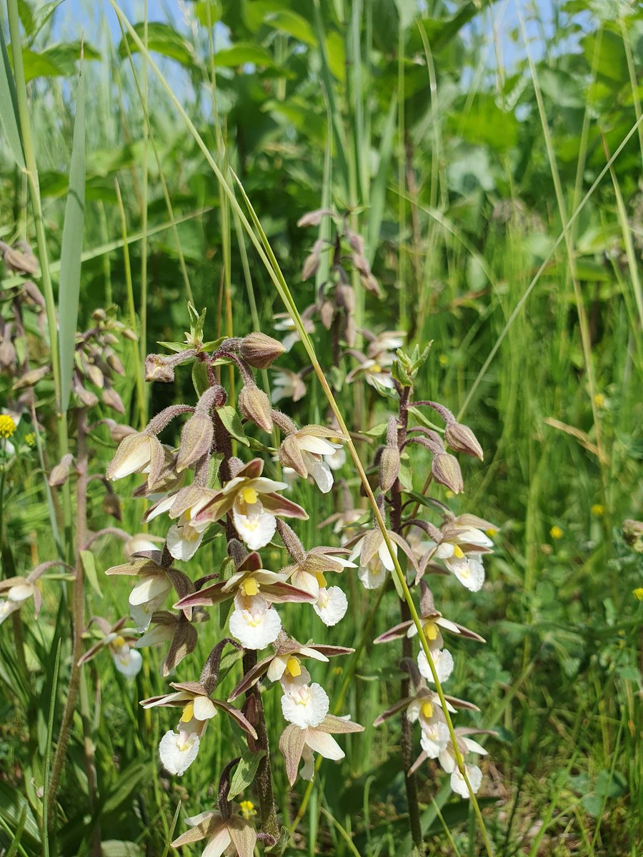 LBFlevoland's tweet photo. De vrij zeldzame #moeraswespenorchis, een dikke 800 zijn er geteld in de groenstrook achter recyclingbedrijf #VanWerven #Biddinghuizen #Flevoland . Ook de #Rietorchis was met een schatting van 400 stuks leuk vertegenwoordigd. #Landschapsbeheer #LBF https://t.co/BKuzY5XfnK