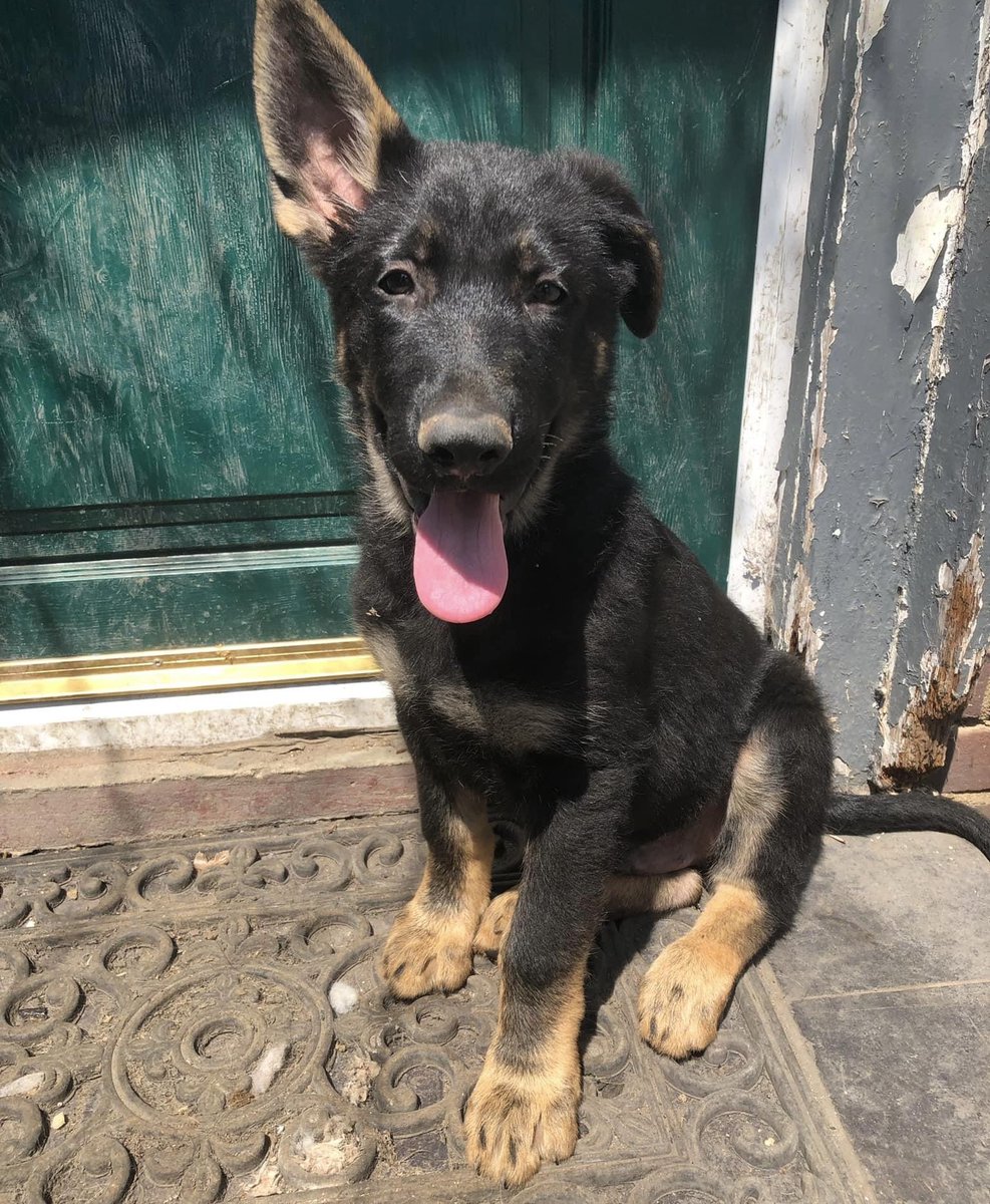 “I’ve just had my male, German Shepherd #puppy #stolen from front garden #Eastchurch #Sheppey #Kent by someone in a 06 silver Ford Focus 13.06.23
Call <a href="/kent_police/">Kent Police (UK)</a> on 101 or Crime Stoppers anonymously on 0800555111
Doglost doglost.co.uk/dog-blog.php?d…

#PetTheftReform #PetAbduction