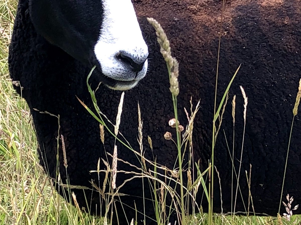 Zwartbles Ireland • Suzanna Crampton tweet media