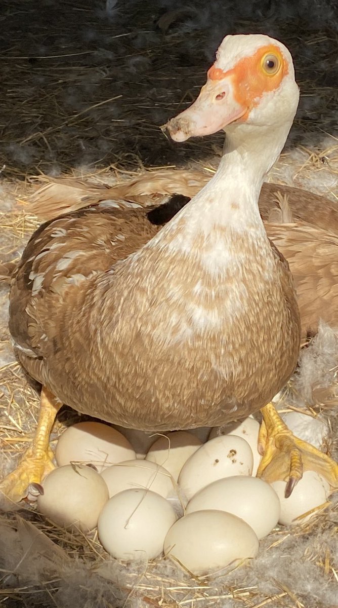 Tarasmaster's tweet image. 