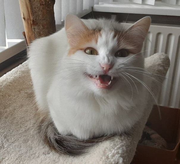 There are many pictures where I have my mouth open. You can clearly see my whiskers here.
#whiskerswednesday #TurkishVanCats #CalicoCrew #CatsOfTwitter