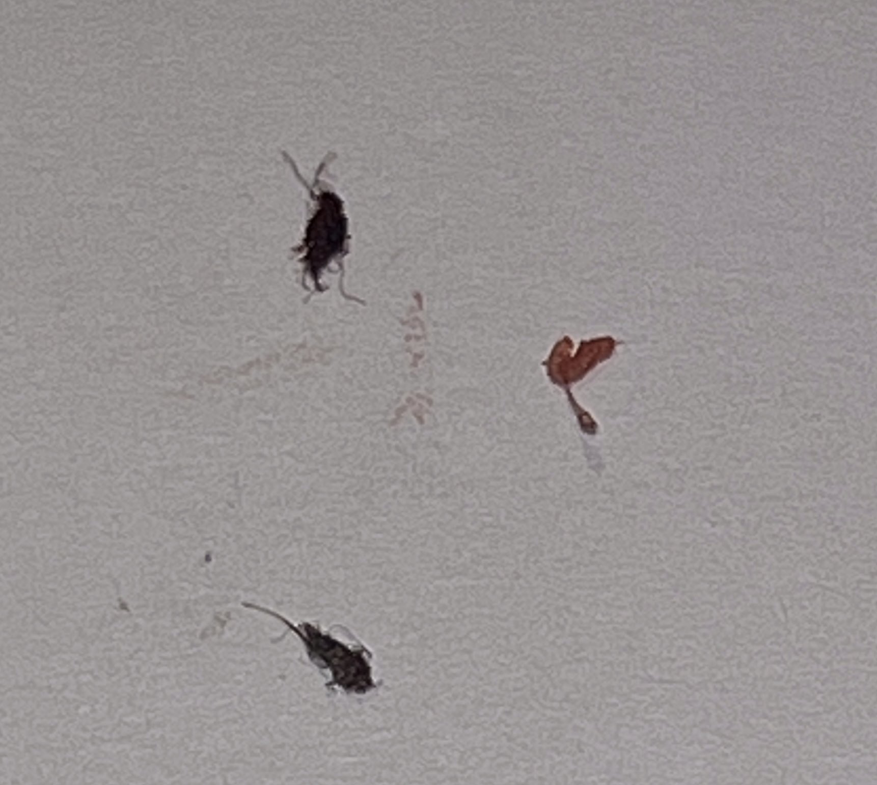 human-race-aka-freedom-on-twitter-merkaba0777-or-showers-and-rub-it