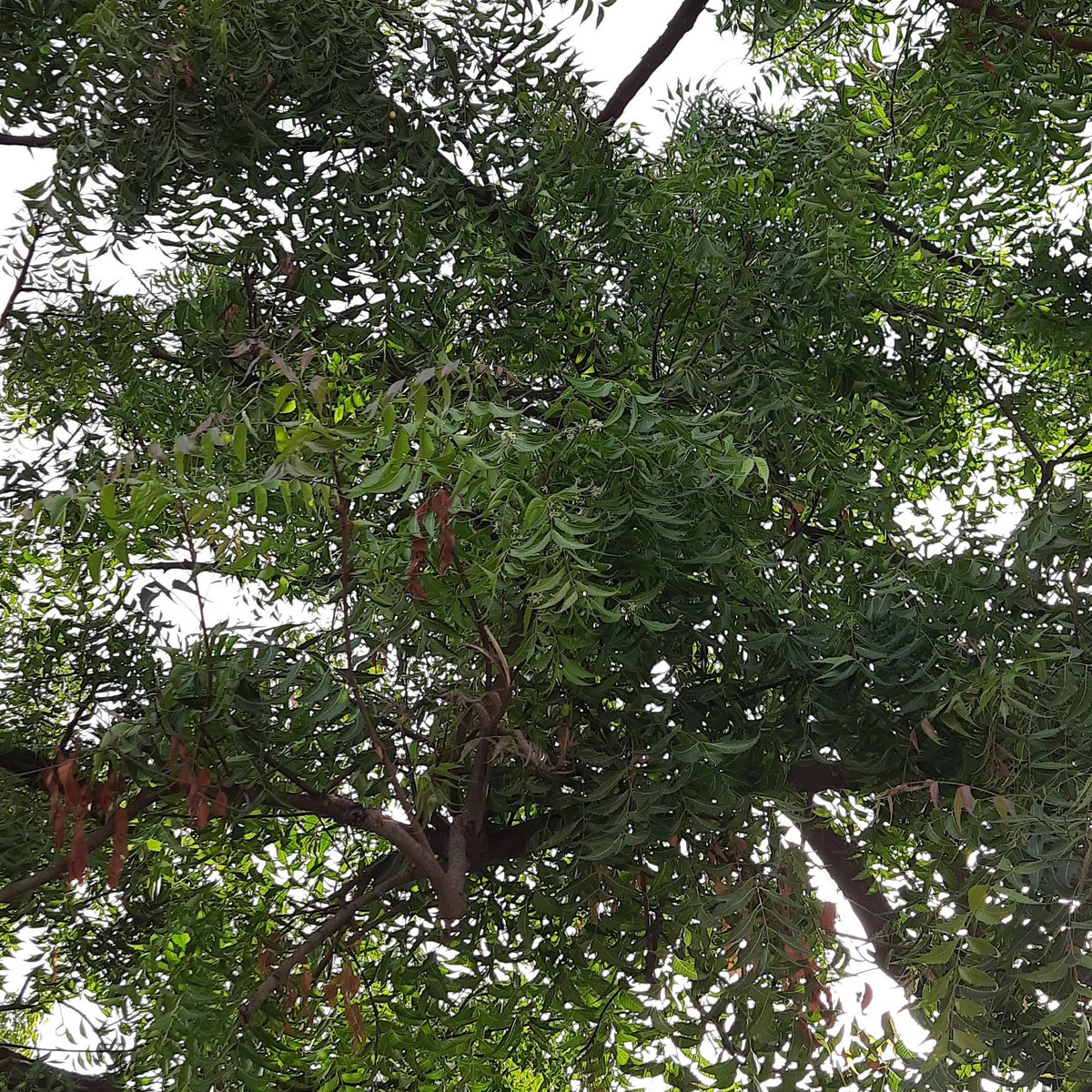 Sayee Girdhari tweet media