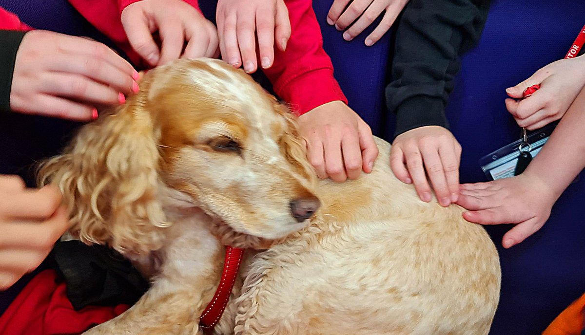huwrob62's tweet photo. @TommyTommytee18 @CariadPet #pettherapy #dogsofinstagram #therapydog #therapydogsofinstagram  #animalassistedtherapy #therapyspaniel #roanspaniel #wellbeing #cariadpettherapy #memories https://t.co/wSN28KoAe6