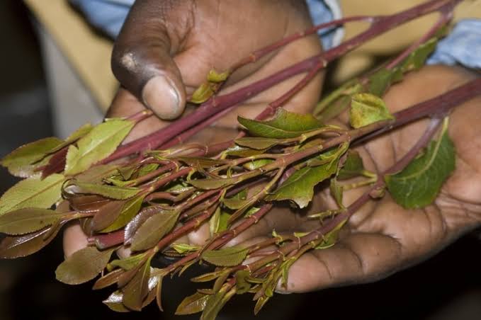 It's so unfortunate that miraa(khat), cigarette and alcohol is becoming as a norm used substance and not considered as drugs😓😥😥. Let's not forget these are drugs and have negative side effects to our mental health.
#MentalHealthAwareness 
#substanceabuseprevention
