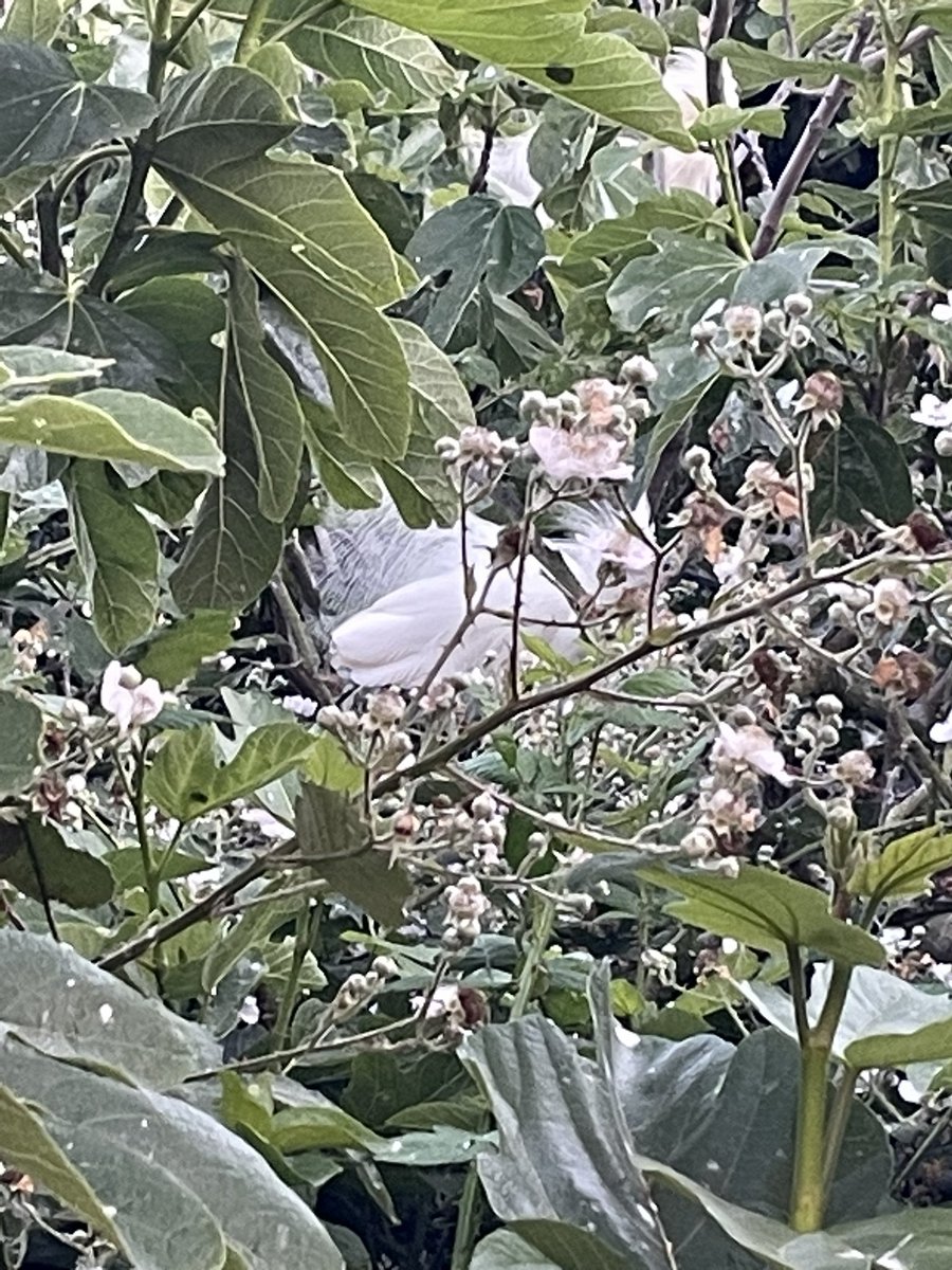 snowy egrets were making dumbass sounds