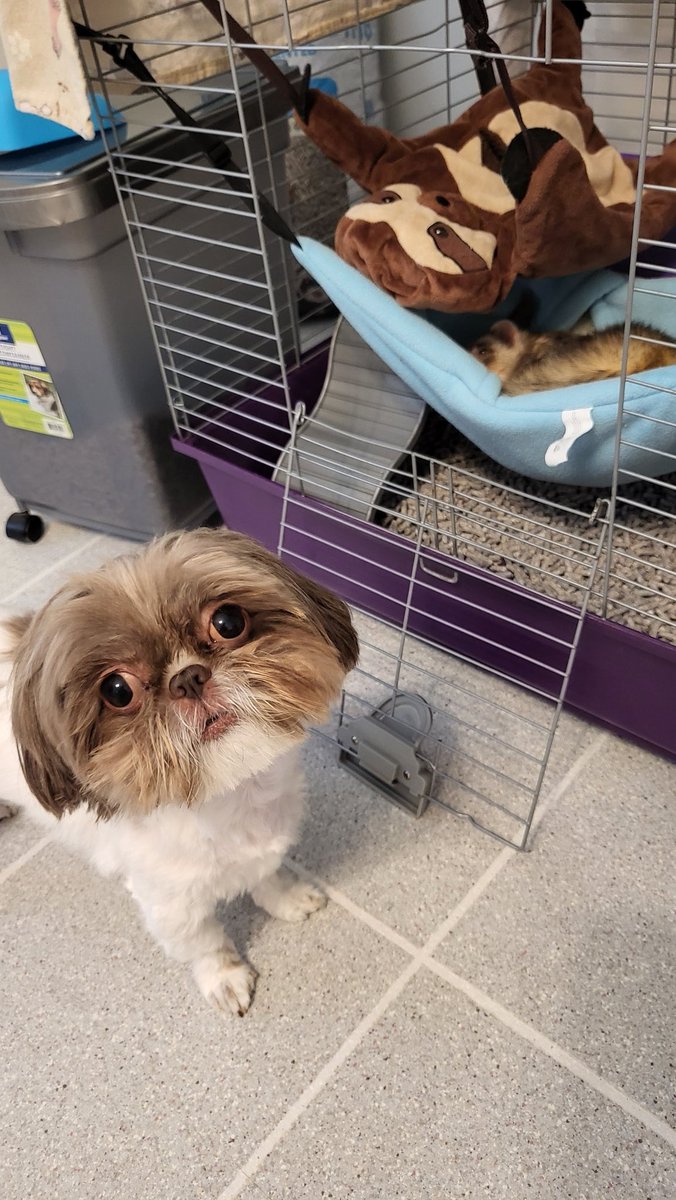 Shih tzu (@Shihtzu0ig) / Posts / X