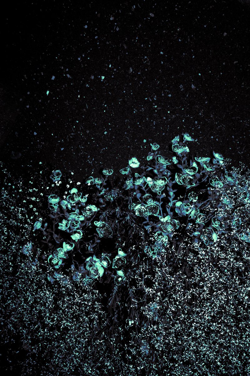 Blossom on the grave by <a href="/xenia_petrovska/">Xenia</a>  

The blossoms on the grave is what we become after the death. Portrait of a person without a person. This is an attempt to think about the past, present, living, dead, waking, and sleeping.