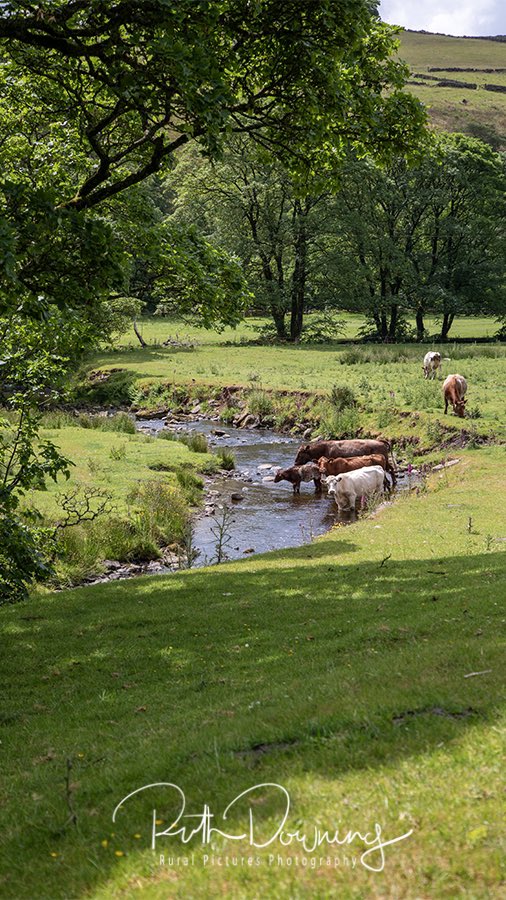 I came across this beautiful scene on my way back from a commissioned shoot earlier this week. Lovely to see these #beefshorthorn cattle cooling off in the #riverdane