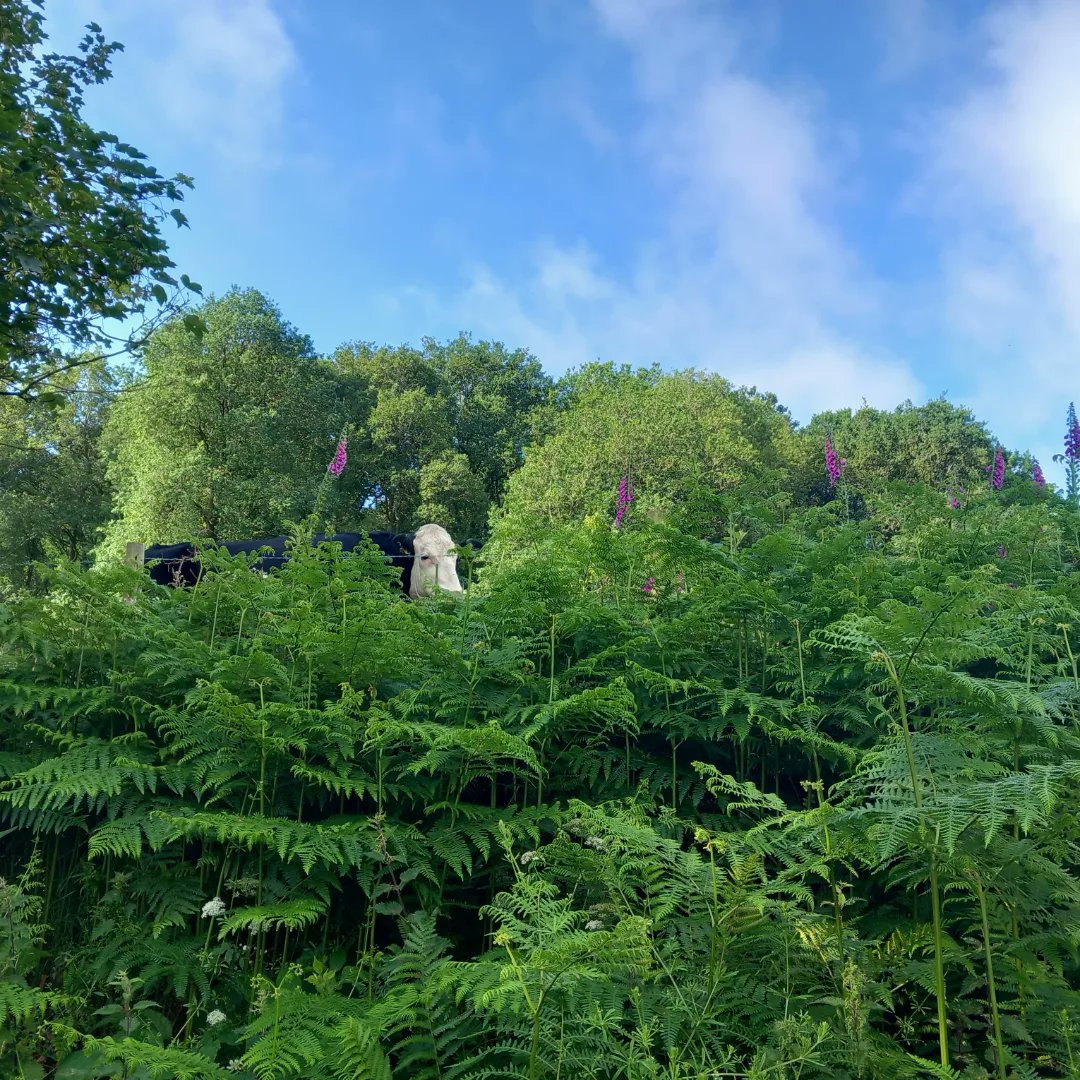 lazyperfection's tweet photo. Foxgloves, cows, and oxeye daisies on my morning run #30dayswild #countryside #running #exercise #wiltshirerunner #oxeyedaisy #flowers #foxgloves #countryrun #wiltshire #longleat #cranbornechase #lovewhereyoulive #outdoors @30DaysWild @Longleat @WildlifeTrusts https://t.co/nzB071X3Qg