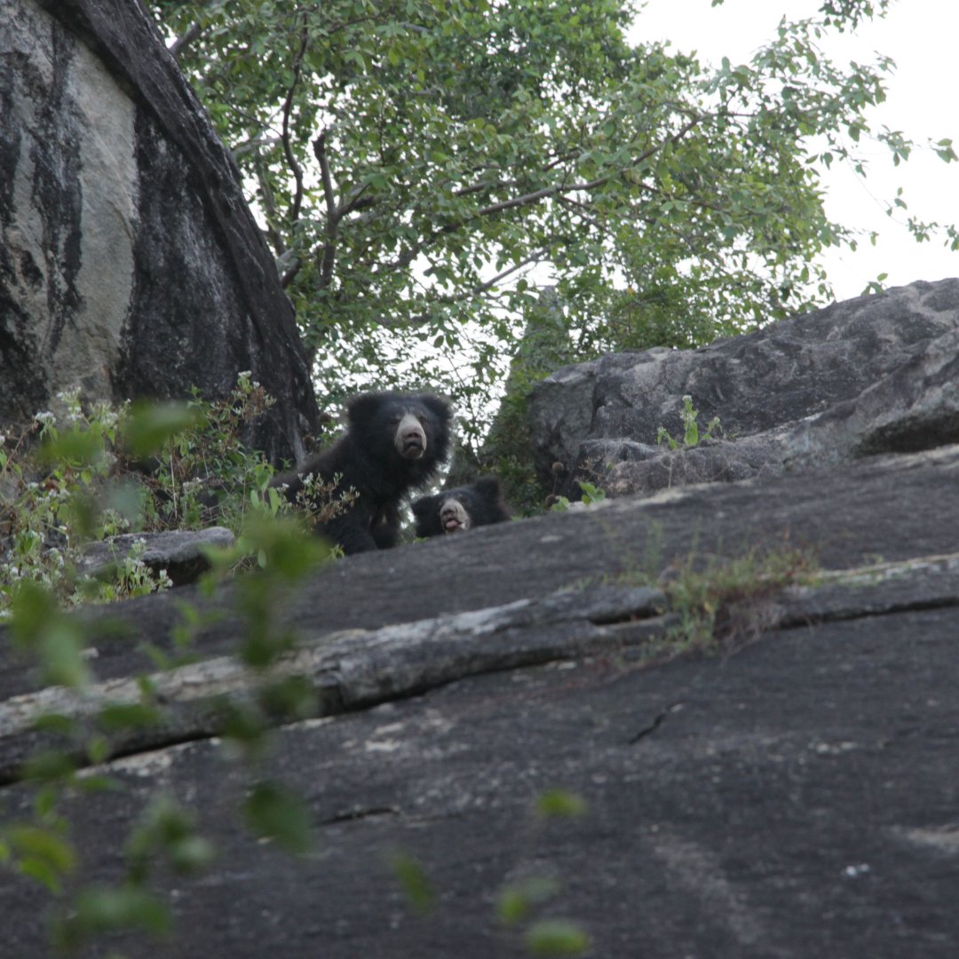 Resplendent Ceylon tweet media