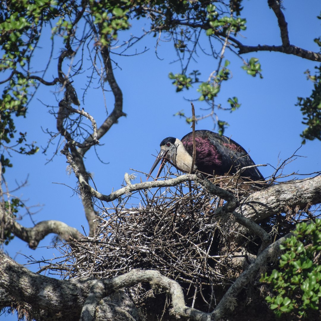 Resplendent Ceylon tweet media