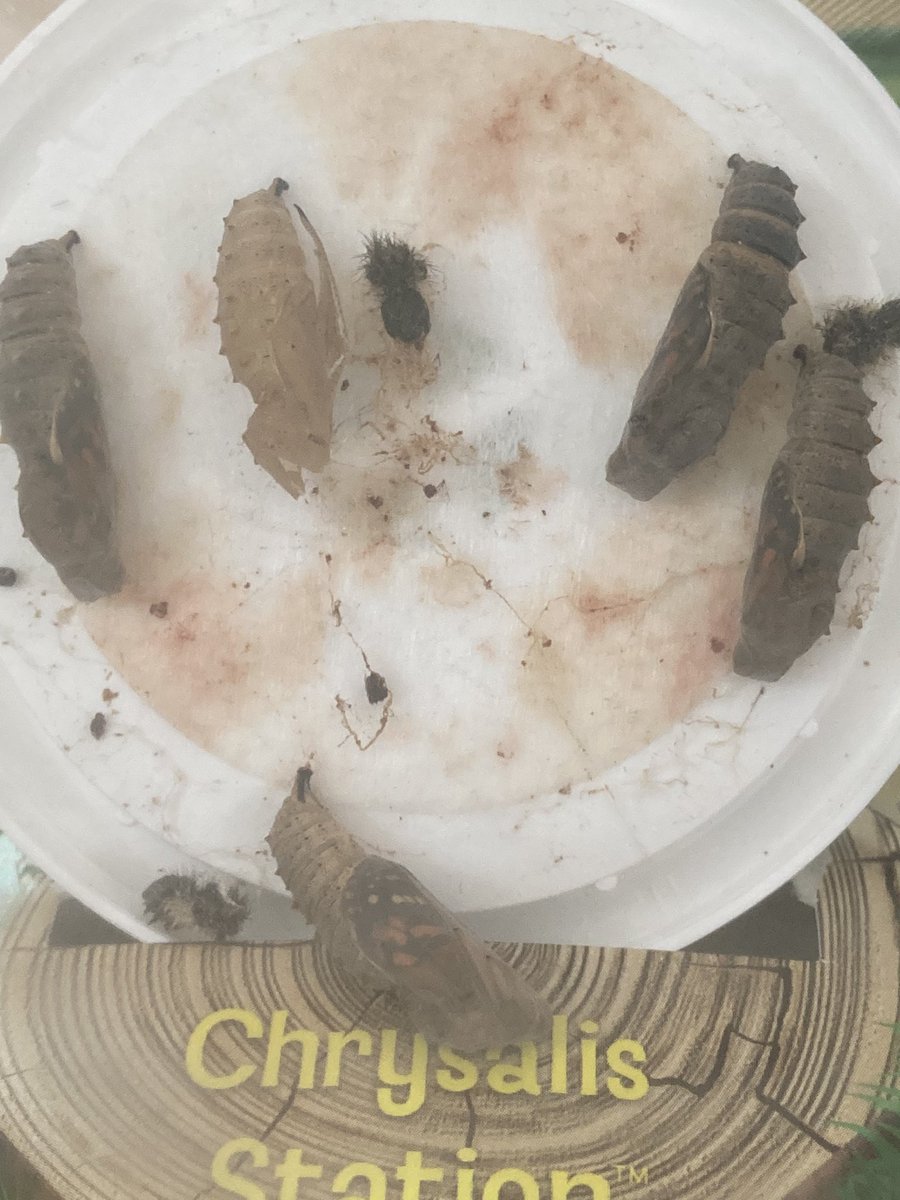 MissMossCTS's tweet photo. We have our first 🦋 and another one very close to coming out! I wonder how many we will have at the end of the day? @CTS_Watford #cherrytreeearlyyears https://t.co/fd4OZKO9LC