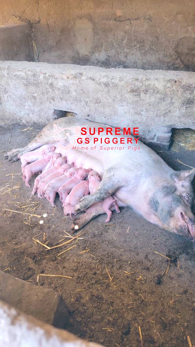 It’s a good morning waking up with the arrival of new family members 🙏🏿 

#farming #2023 #supremegspiggery #zim #zimbabwe #agric #YouthEmpowerment