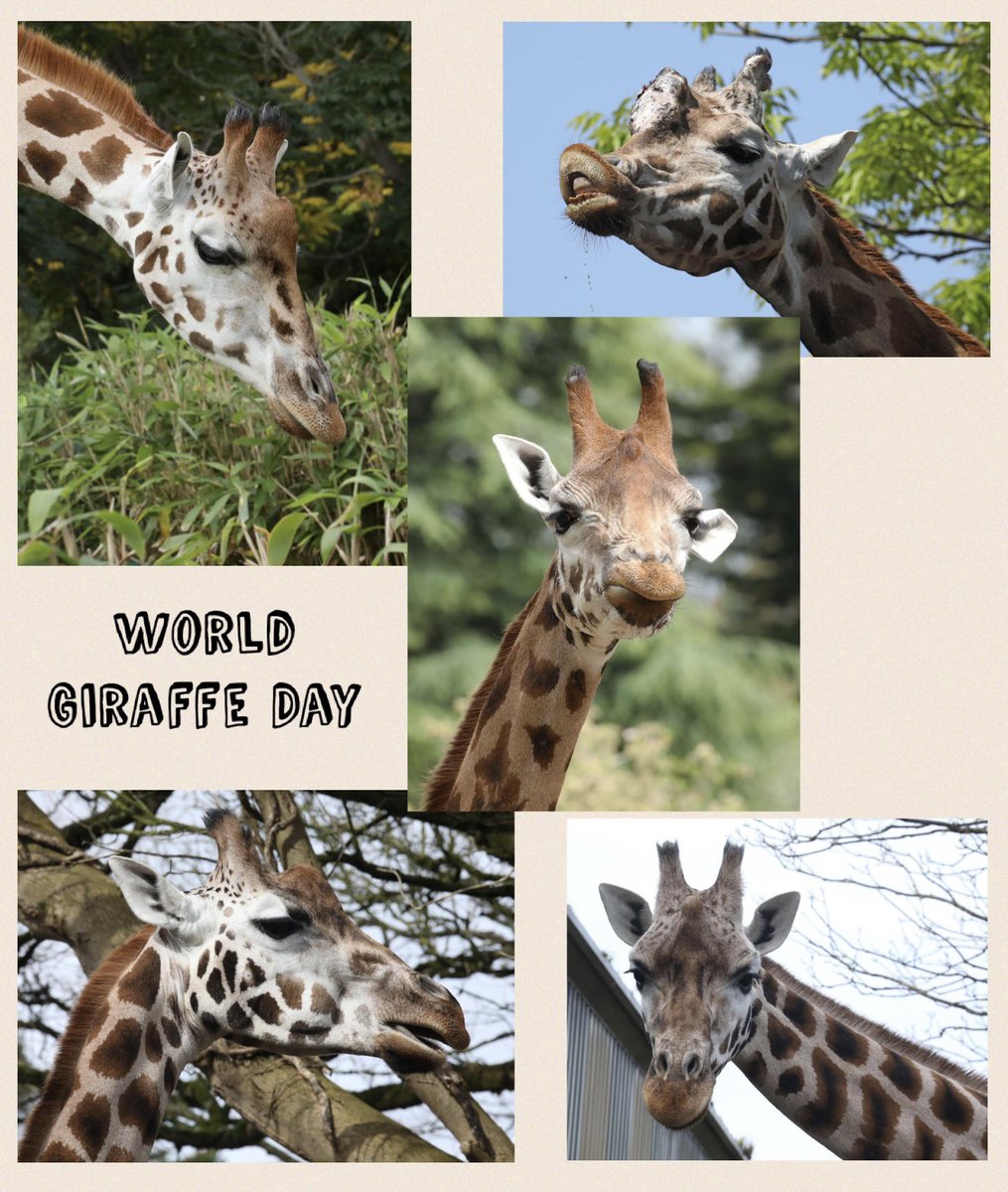 Celebrating the long necks @PaigntonZoo #WorldGiraffeDay 🦒🦒🦒🦒🦒