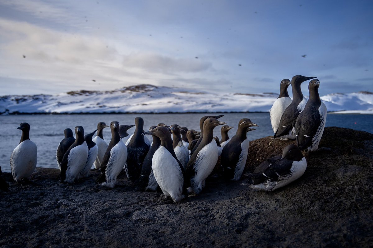 Guillemots in Arctic Norway
youtu.be/fLGpAWyGXsc