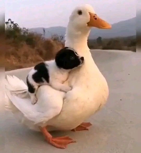 ruben_corella's tweet photo. #FelizMiercoles #happywednesday #felizdia #patolavida #friends #amigos #amigas #hugs #dogs #duck #pato #pata #perraca #gorgeous https://t.co/sVSF9WWZUe