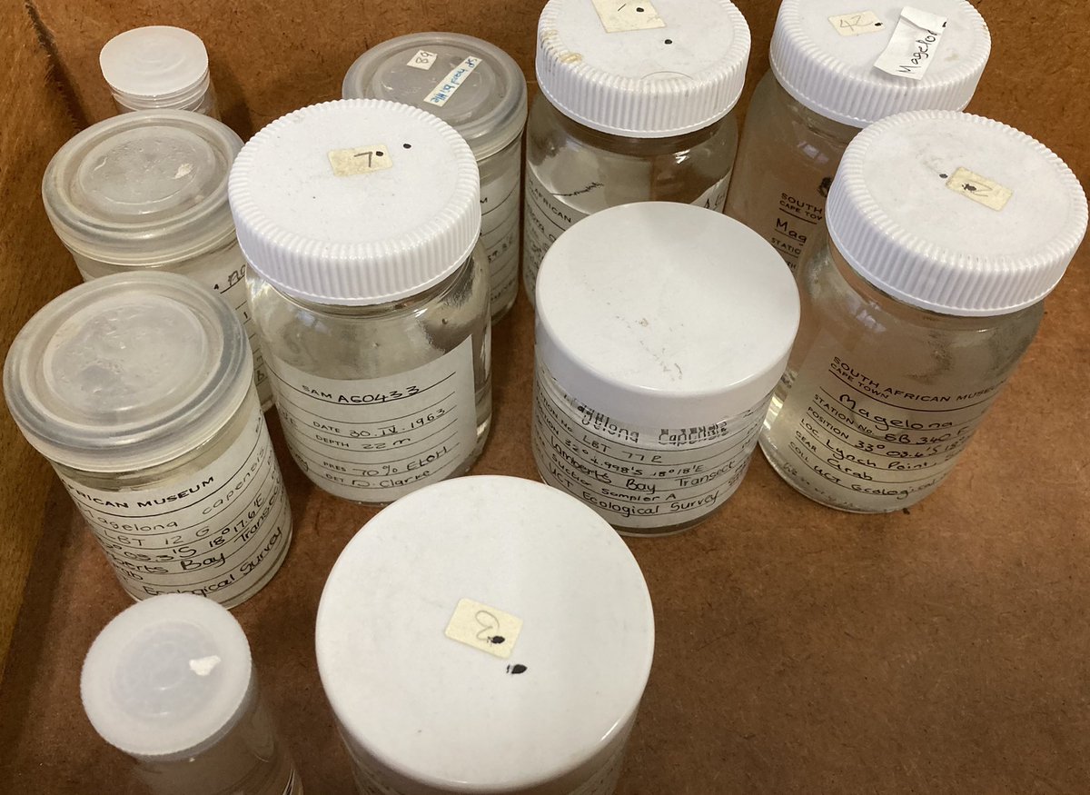 Our curators have arrived <a href="/Iziko_Museums/">Iziko_Museums</a> to continue looking at the identity of Southern African marine bristleworms as part of a <a href="/royalsociety/">The Royal Society</a> International Exchanges Grant. The team are busy identifying and photographing the extensive collections at the museum #WormWednesday