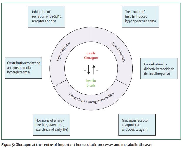 TheLancetEndo's tweet photo. #Glucagon, from past to present: a century of intensive research and controversies https://t.co/FfFclfR0oJ #diabetes #obesity 
#FREE to read with registration (also FREE) https://t.co/bIZ2IER8Y8