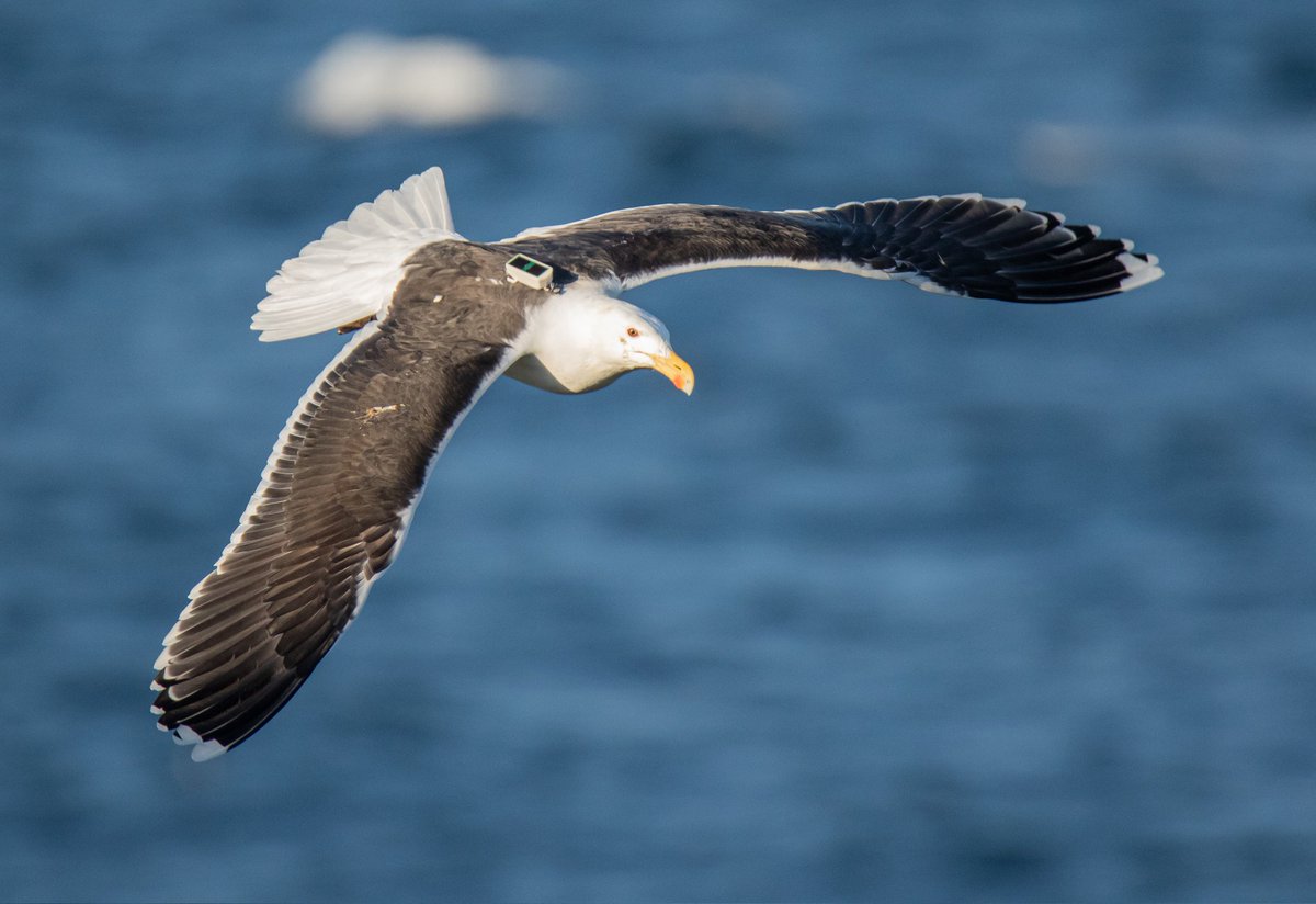 Here it is! The final version of our recent paper is out in <a href="/IBIS_journal/">BOU 👩🏻‍🏫👨🏿‍🏫🧕🏽👳🏽‍♂️ 🌈</a>. It's open access, so it's freely downloadable for anyone. We report negative impacts on Great Black-backed Gull breeding performance due to a harness-mounted GPS device.
Link: tinyurl.com/3jsmy7nd