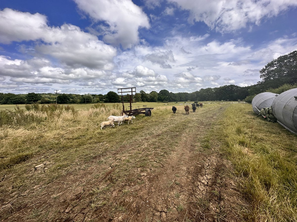 The Curly’s Farm #ShortLeggedDexters are off on their holidays staying with Princess Christian's Farm- Hildenborough.

Farmer David (from Princess Christian Farm) will be looking after them and giving us regular updates.