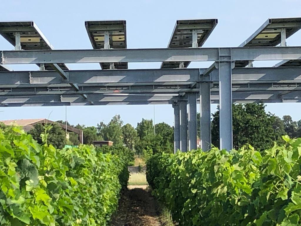 EDF_PdL's tweet photo. Jour 2️⃣ : la délégation découvre Vitisolar, un projet expérimental d’agrivoltaïsme sur vignes. Des panneaux PV bifaces orientables sur une parcelle de vignes de merlot de 2000 m2.
#electricité #agriculture https://t.co/HU4swC5M3I