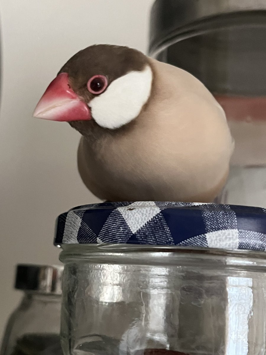 LeLoulet's tweet photo. Aujourd’hui c’est l’anniversaire de Marley, ce petit clown fête ses deux ans! 🩷❤️ #paddadejava #javasparrow #birds #BirdsOfTwitter https://t.co/3TgyQBtwJl