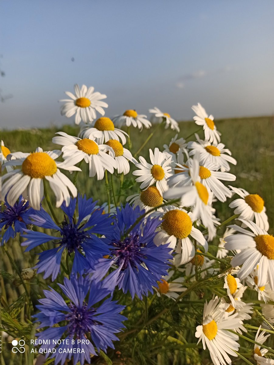 natalika1400's tweet photo. No i mamy lato
#teklimaty #summermood #countryside https://t.co/1UiwBfaWjO