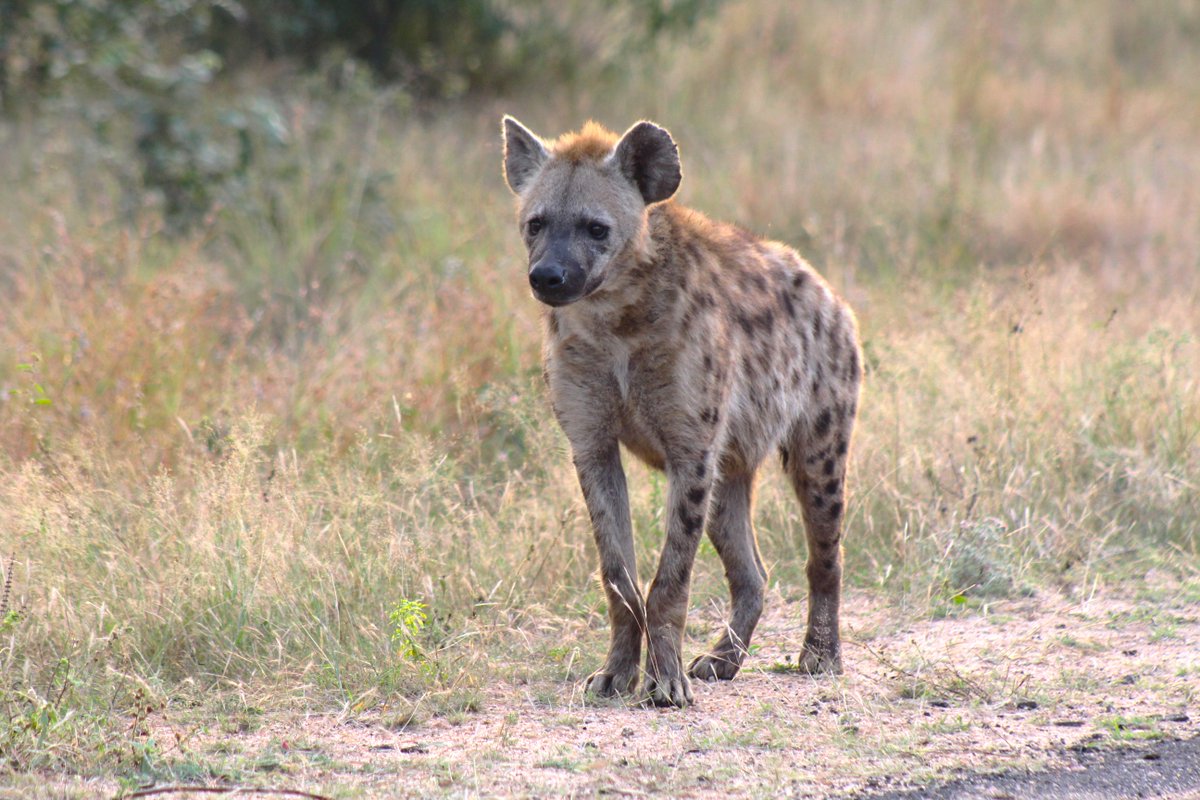 The Spotted Hyena is a shaggy, untidy and opportunistic carnivore with a distinctive, sloping back.