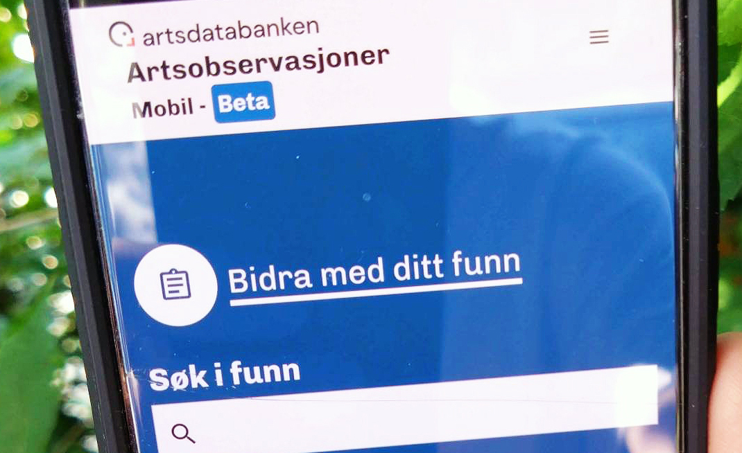 Ny versjon av Artsobservasjoner for mobiltelefon ute nå. Enklere funksjonalitet, og gir deg forslag til hva du har funnet. Lettere for deg å rapportere med andre ord.🙂 Prøv ut nye Artsobservasjoner Mobil! Les mer: artsdatabanken.no/Pages/343640 Foto Artsdatabanken. Lisens CC BY 4.0