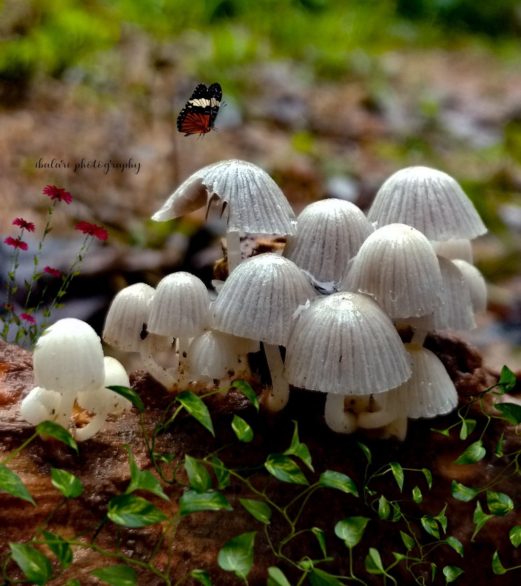 Ibavanessa1's tweet photo. #mushroom🍄 #mushroomphotography https://t.co/doR6ft9Bgo