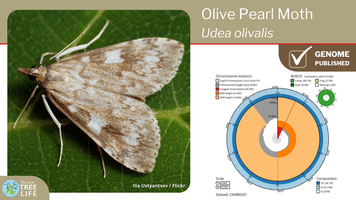 darwintreelife's tweet image. Our latest #DarwinTreeOfLife #GenomeNote: the Olive Pearl🦋(Udea olivalis)  

Thanks to @diarsia @GenomeWytham @OxfordBiology @NHM_Science @SangerToL and all who helped generate this #genome🧬  

📑Read how we did it @WellcomeOpenRes:
wellcomeopenresearch.org/articles/8-238
