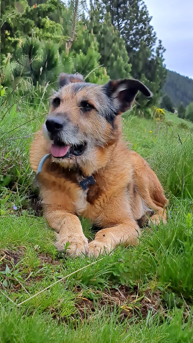 🐶🐶🐶🐶Joan Besson tweet media